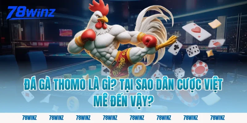 Đá Gà Thomo Là Gì? Tại Sao Dân Cược Việt Mê Đến Vậy?